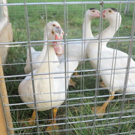 Ferienwohnung Kuehnel Pfaffendorf Eksteriør bilde